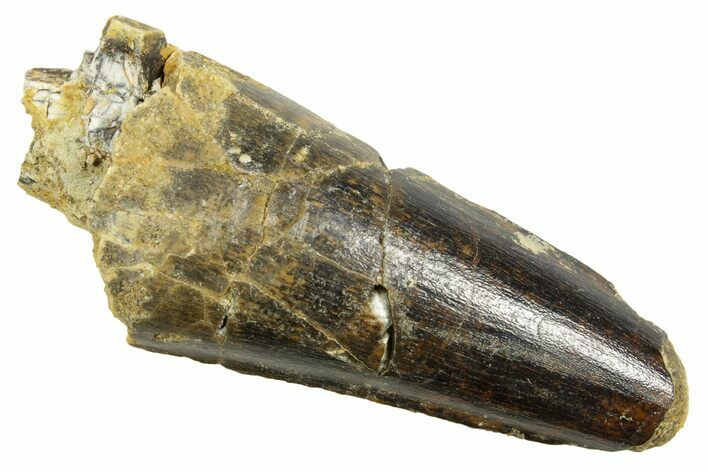 Fossil Spinosaurus Tooth - Feeding Worn Tip #363484